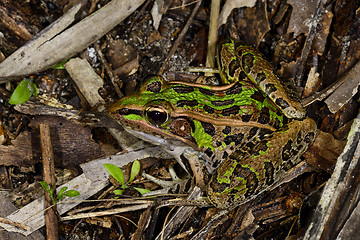 Image showing southern leopard frog