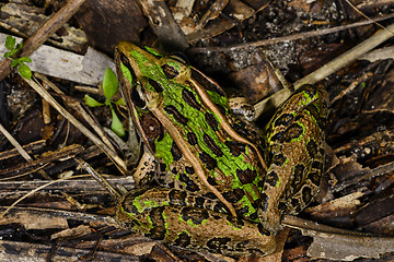 Image showing southern leopard frog