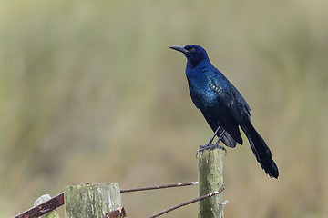 Image showing boat-tailed grackle