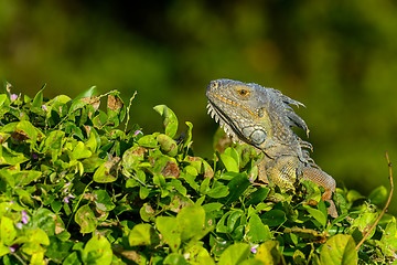 Image showing green iguana