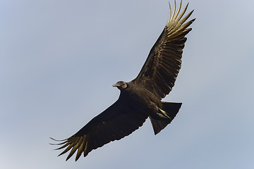 Image showing black vulture