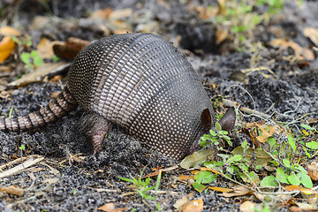 Image showing nine-banded armadillo