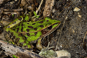 Image showing southern leopard frog