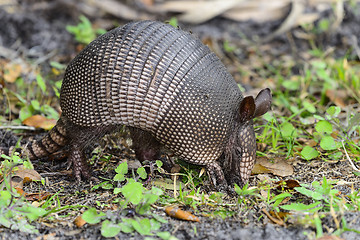 Image showing nine-banded armadillo