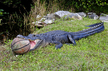 Image showing american alligator