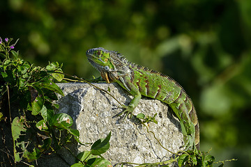 Image showing green iguana