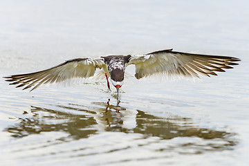 Image showing black skimmer, rynchops niger