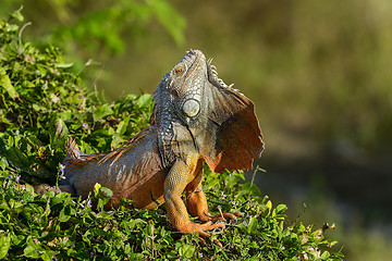 Image showing green iguana