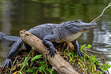 Image showing american alligator