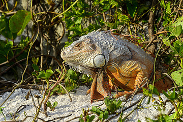 Image showing green iguana