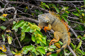 Image showing green iguana