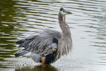 Image showing great blue heron