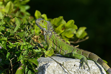 Image showing green iguana