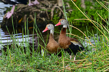 Image showing black-bellied whistling-duck