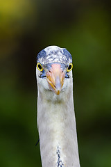 Image showing great blue heron