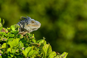 Image showing green iguana