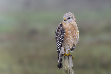 Image showing red-shouldered hawk