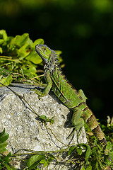 Image showing green iguana