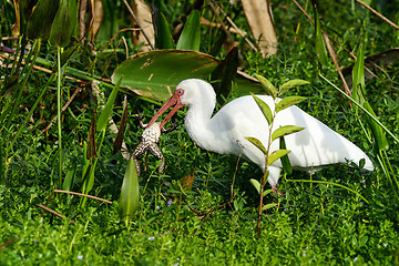 Image showing american white ibis