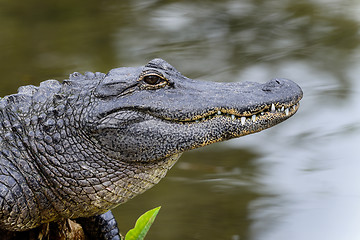 Image showing american alligator