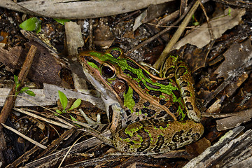 Image showing southern leopard frog