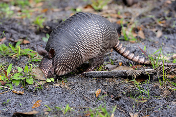 Image showing nine-banded armadillo