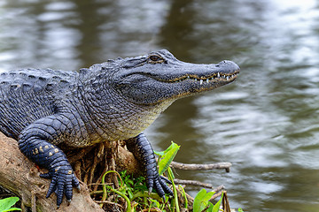 Image showing american alligator