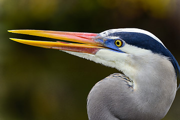 Image showing great blue heron