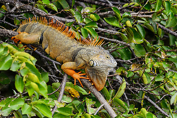 Image showing green iguana
