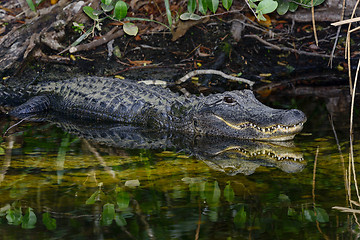 Image showing american alligator