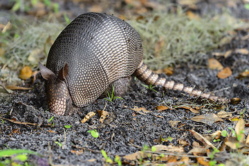 Image showing nine-banded armadillo