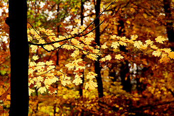 Image showing Fall forest