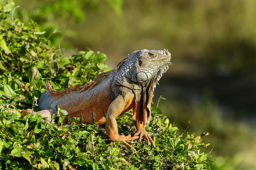 Image showing green iguana