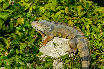 Image showing green iguana