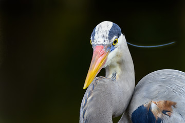 Image showing great blue heron