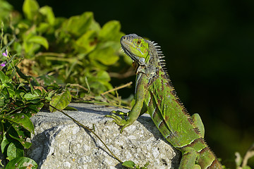 Image showing green iguana