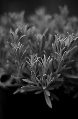 Image showing artistic lavender in black and white