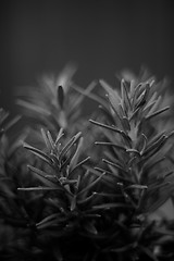 Image showing fine art image of rosemary plant in black and white