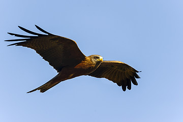 Image showing black kite, tsingy de bemahara
