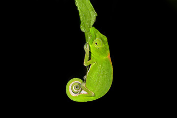 Image showing perinet chameleon, andasibe