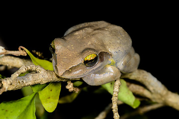 Image showing boophis doulioti, kirindy