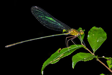 Image showing iridescent damselfly, andasibe