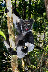 Image showing indri, andasibe