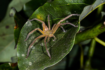 Image showing huntsman spider, ranomafana, madagascar