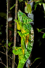 Image showing parson’s chameleon, andasibe