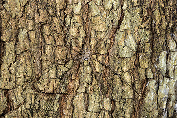 Image showing long-spinnered bark spider, tsingy de bemahara