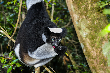 Image showing indri, andasibe