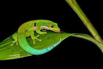 Image showing peacock day gecko, phelsuma quadriocellata