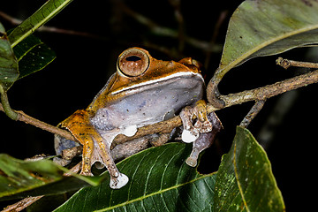 Image showing boophis madagascariensis, andasibe