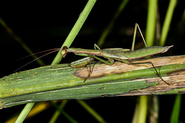 Image showing praying mantis, ranomafana